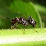Unknown ant sp 1