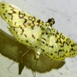Unknown moth sp 2