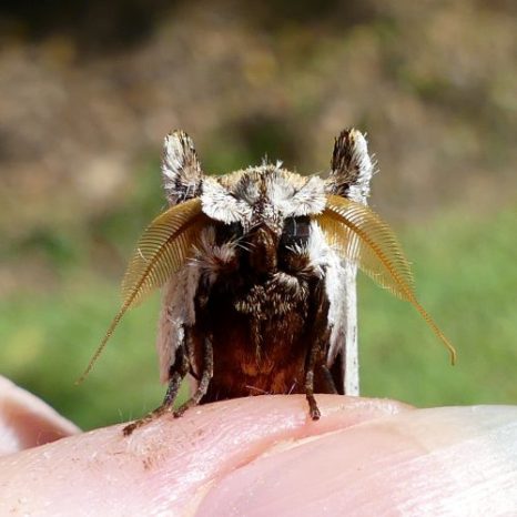 Unknown moth sp